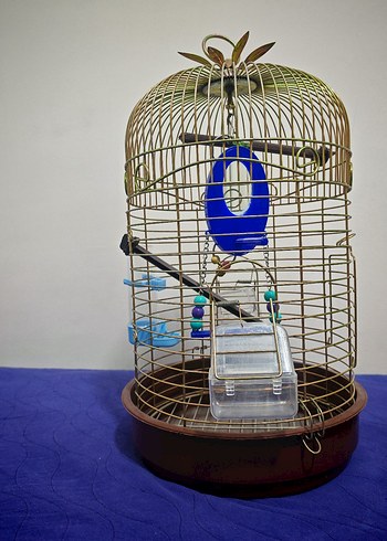 Tertemiz sarı pirinç rengi kuş kafesi - Görsel 2