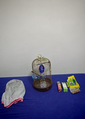 Tertemiz sarı pirinç rengi kuş kafesi - Görsel 3