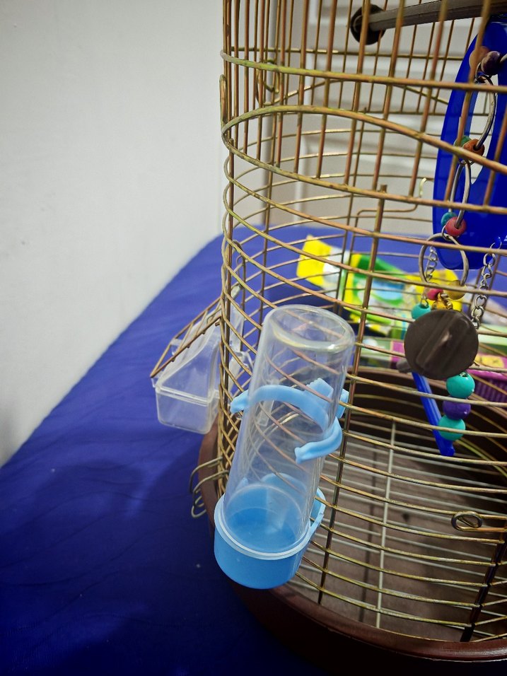 Tertemiz sarı pirinç rengi kuş kafesi - Görsel 4