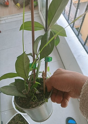 Yeşil Saksı Bitkisi - Görsel 2