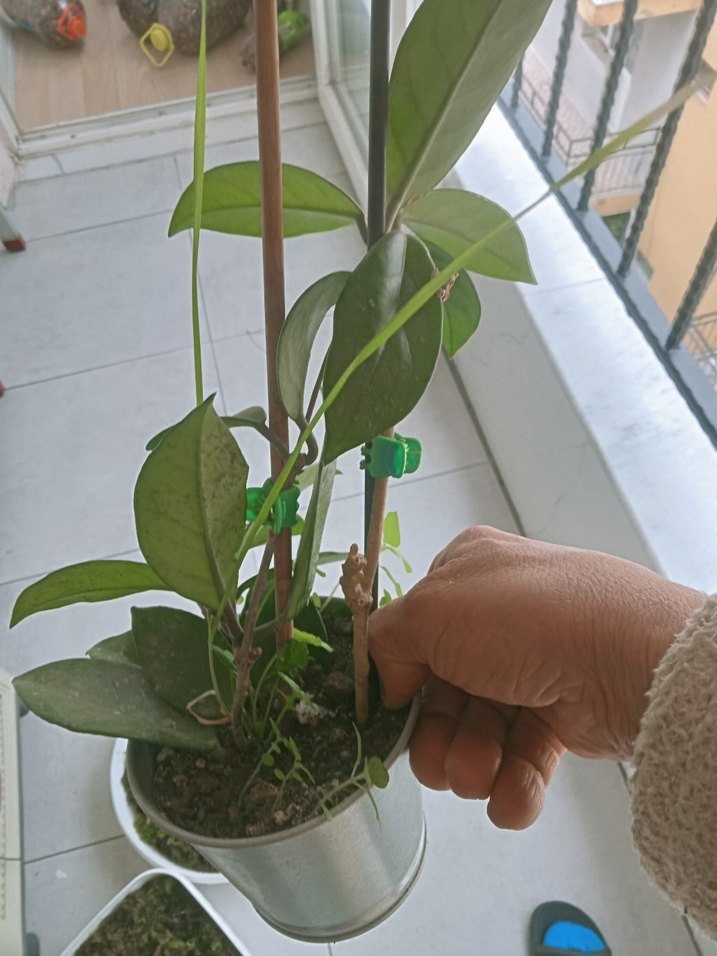 Yeşil Saksı Bitkisi - Görsel 2