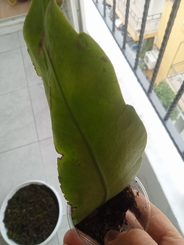 Açık Yeşil Dekoratif Ev Bitkisi - Görsel 2