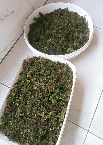 Doğal Yeşil Yosun Balmı - Görsel 2