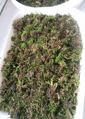 Doğal Yeşil Yosun Balmı - Görsel 3