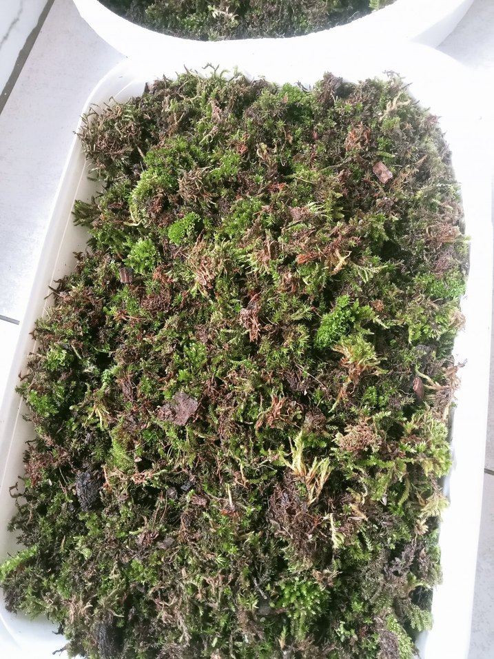 Doğal Yeşil Yosun Balmı - Görsel 3