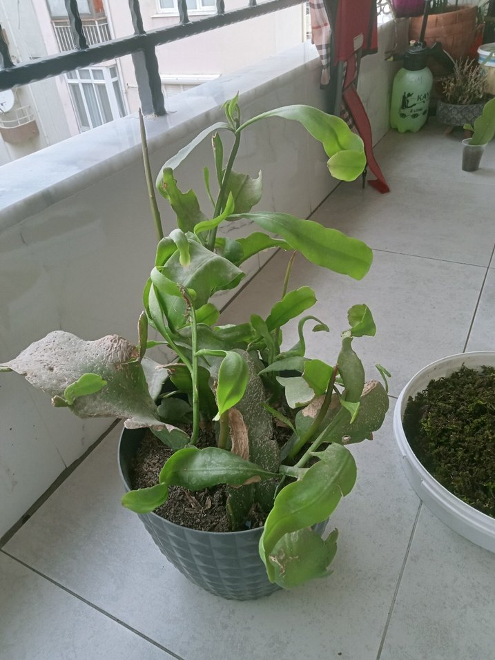 Yeşil Saksıda Ev Bitkisi - Görsel 2