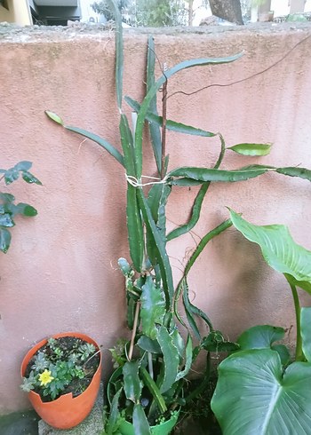 Pastel Yeşil Bahçe Dekorasyonu - Görsel 2