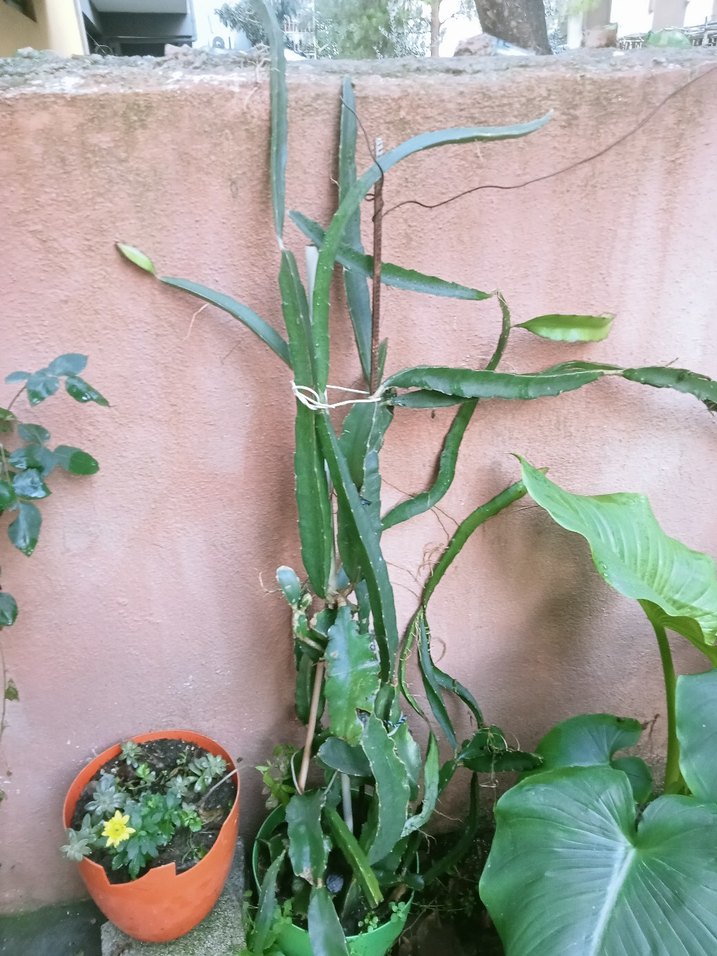 Pastel Yeşil Bahçe Dekorasyonu - Görsel 2