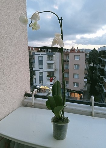 orkide canlı - Görsel 3