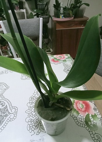 orkide canlı - Görsel 2