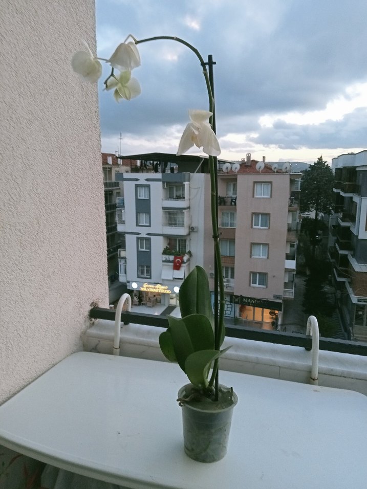 orkide canlı - Görsel 3