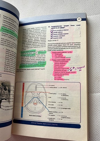 Miadent Anatomi Soruları Soru Kitabı - Görsel 4