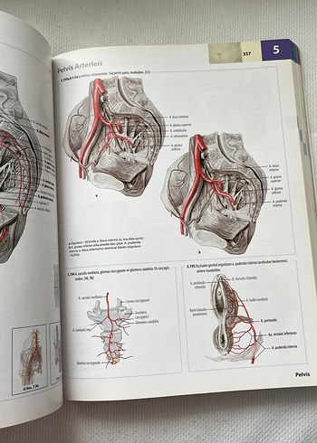 İnsan Anatomisi Atlası Kas Tabloları ile 3. Baskı - Görsel 3