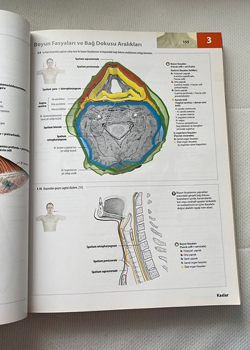İnsan Anatomisi Atlası Kas Tabloları ile 3. Baskı - Görsel 4