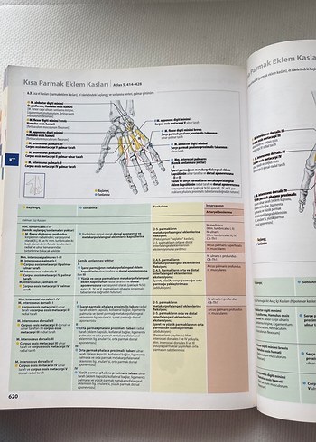 İnsan Anatomisi Atlası Kas Tabloları ile 3. Baskı - Görsel 2