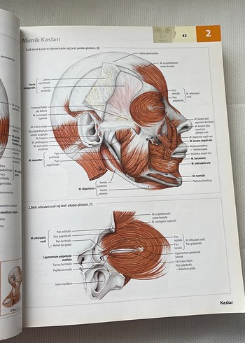 İnsan Anatomisi Atlası Kas Tabloları ile 3. Baskı - Görsel 5