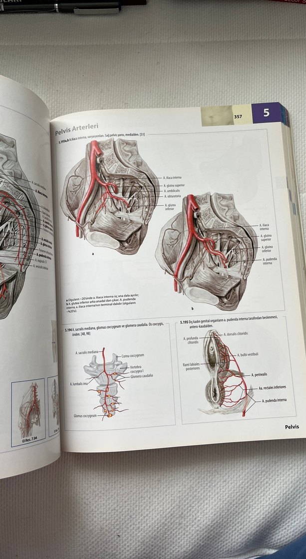 İnsan Anatomisi Atlası Kas Tabloları ile 3. Baskı - Görsel 3
