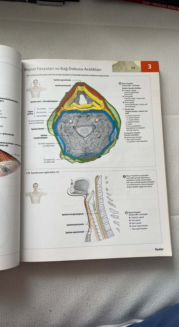İnsan Anatomisi Atlası Kas Tabloları ile 3. Baskı - Görsel 4
