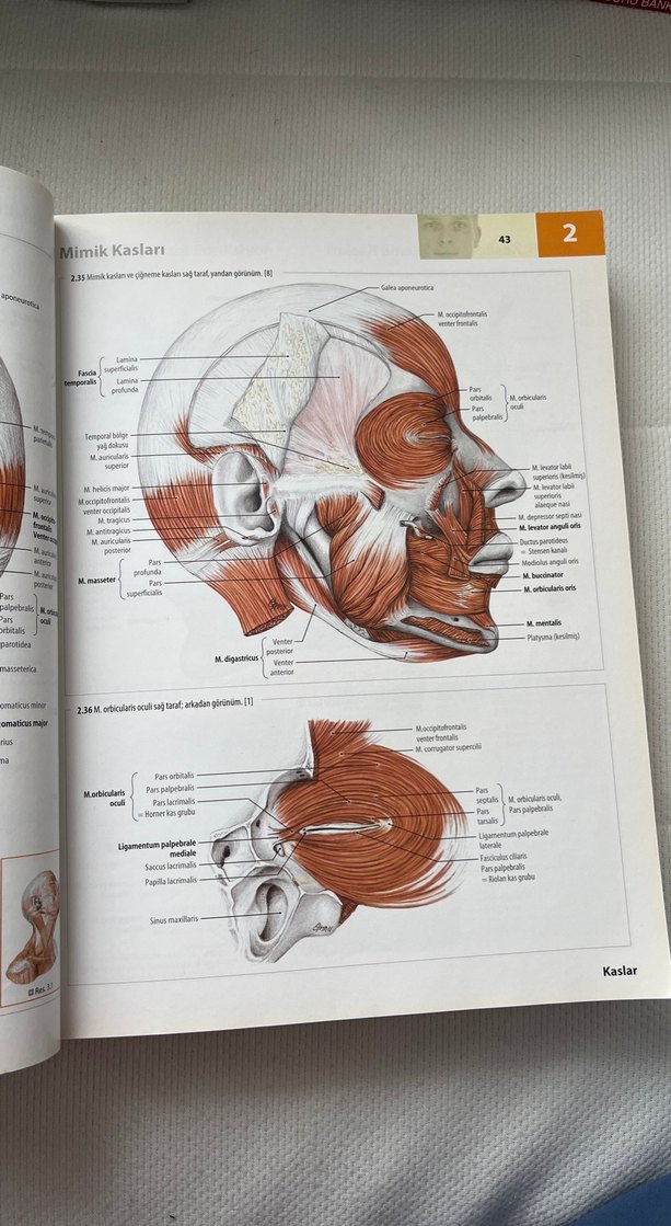 İnsan Anatomisi Atlası Kas Tabloları ile 3. Baskı - Görsel 5