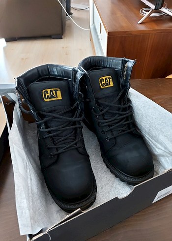 Cat 42