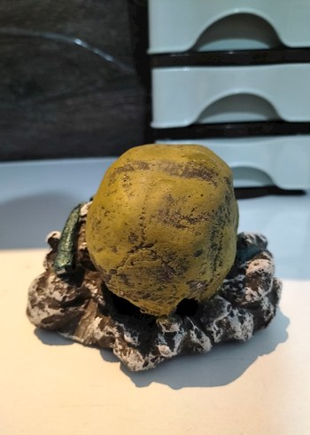 Kuru Kafalı Dekoratif Biblo - Görsel 2