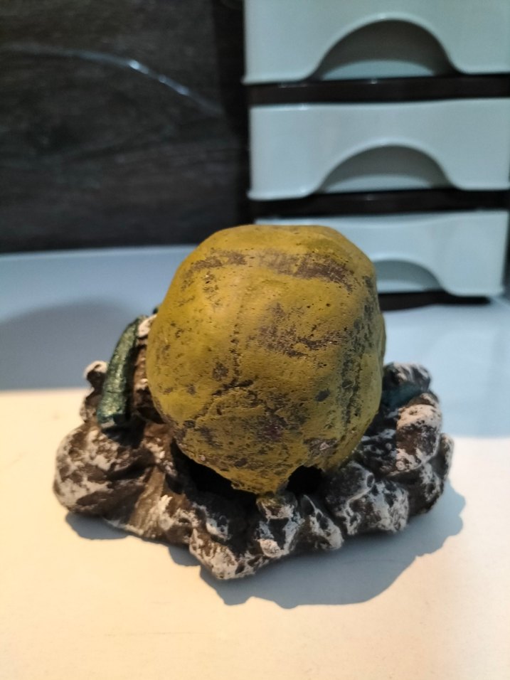 Kuru Kafalı Dekoratif Biblo - Görsel 2