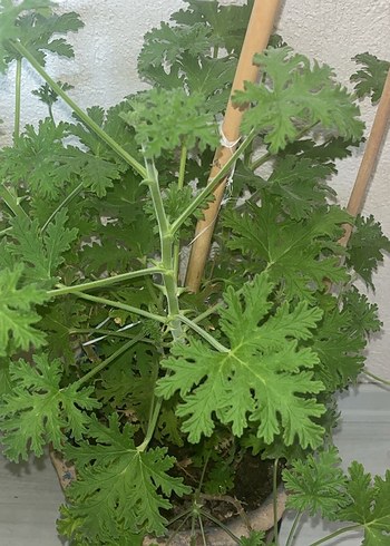 Saklı Yeşil Yapraklı Bitki Itır çiçeği - Görsel 3