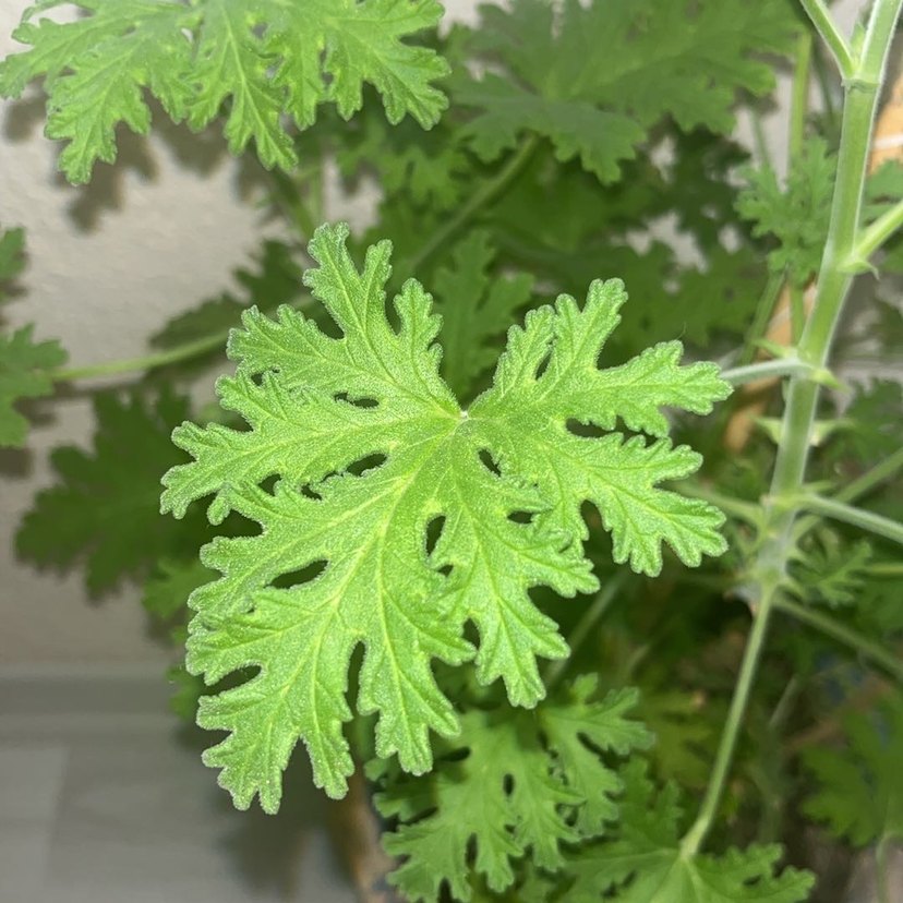 Saklı Yeşil Yapraklı Bitki Itır çiçeği - Görsel 2