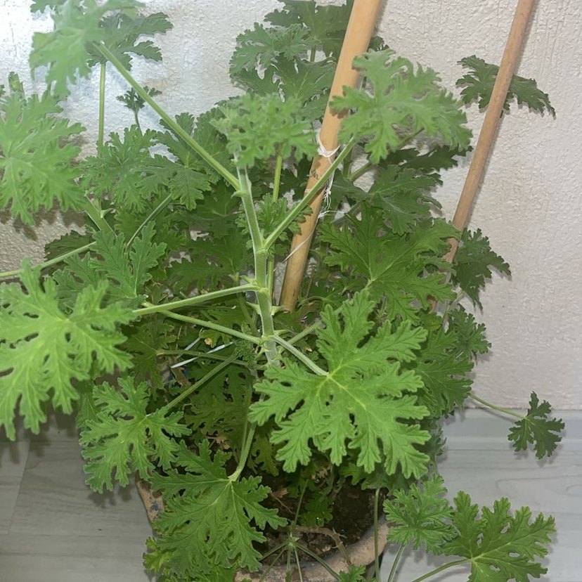 Saklı Yeşil Yapraklı Bitki Itır çiçeği - Görsel 3