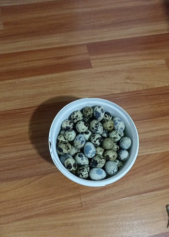 Bıldırcın Yumurtası - Görsel 2