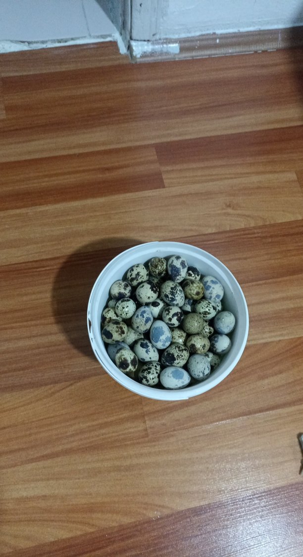 Bıldırcın Yumurtası - Görsel 2