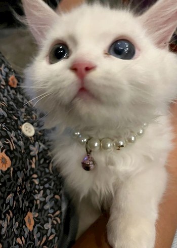 Kedi Köpek Tasması | El Yapımı Boncuklu Pet Aksesuarı - Görsel 2