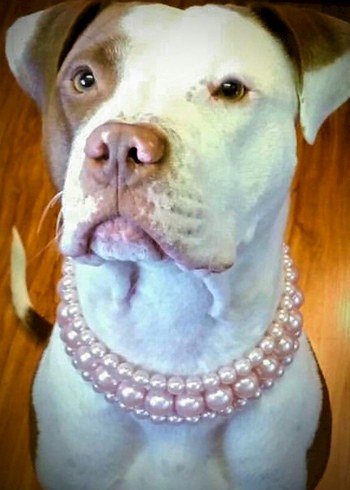 İnci Köpek Tasması - Görsel 3