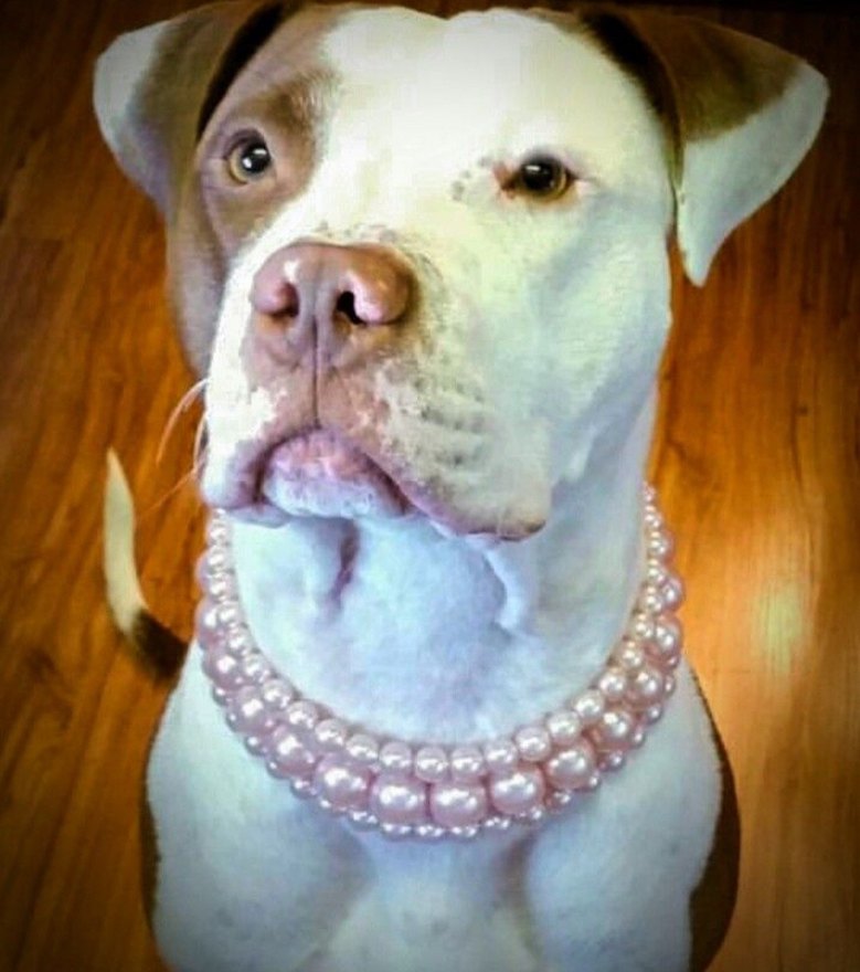 İnci Köpek Tasması - Görsel 3