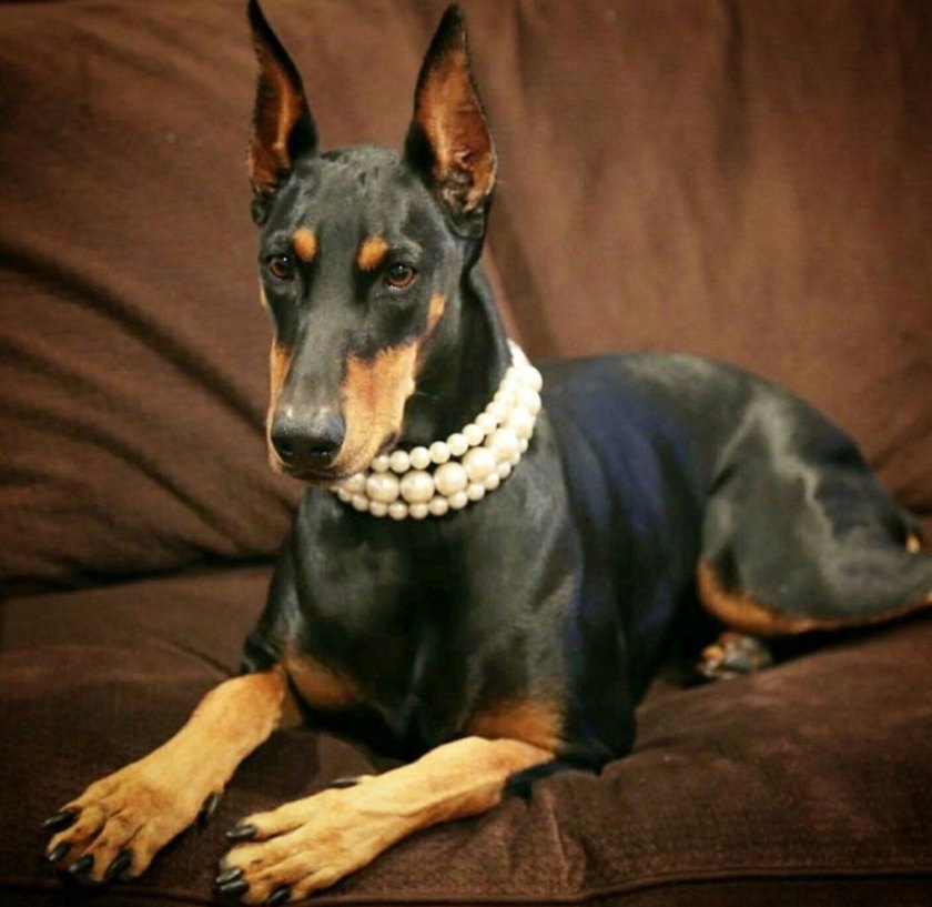 İnci Köpek Tasması - Görsel 2