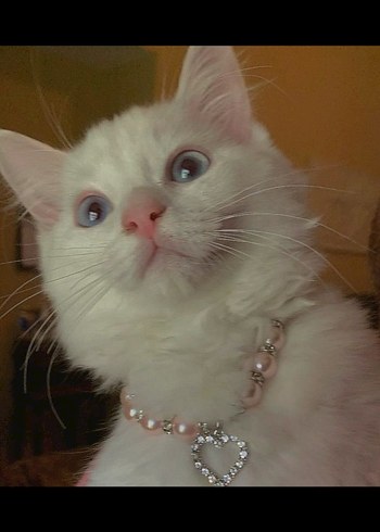 İnci Kedi Köpek Tasması - Görsel 2