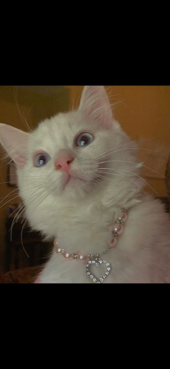 İnci Kedi Köpek Tasması - Görsel 2