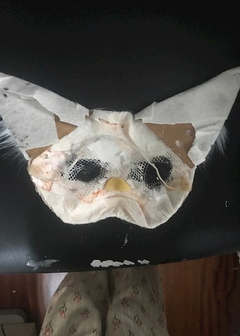 Kedi therian maskesiii - Görsel 2