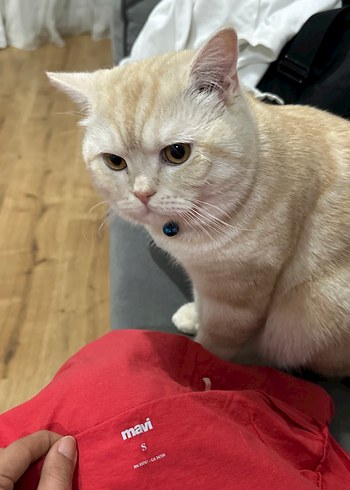 Kırmızı Baskılı Tişört, Kısa Kollu - Görsel 4