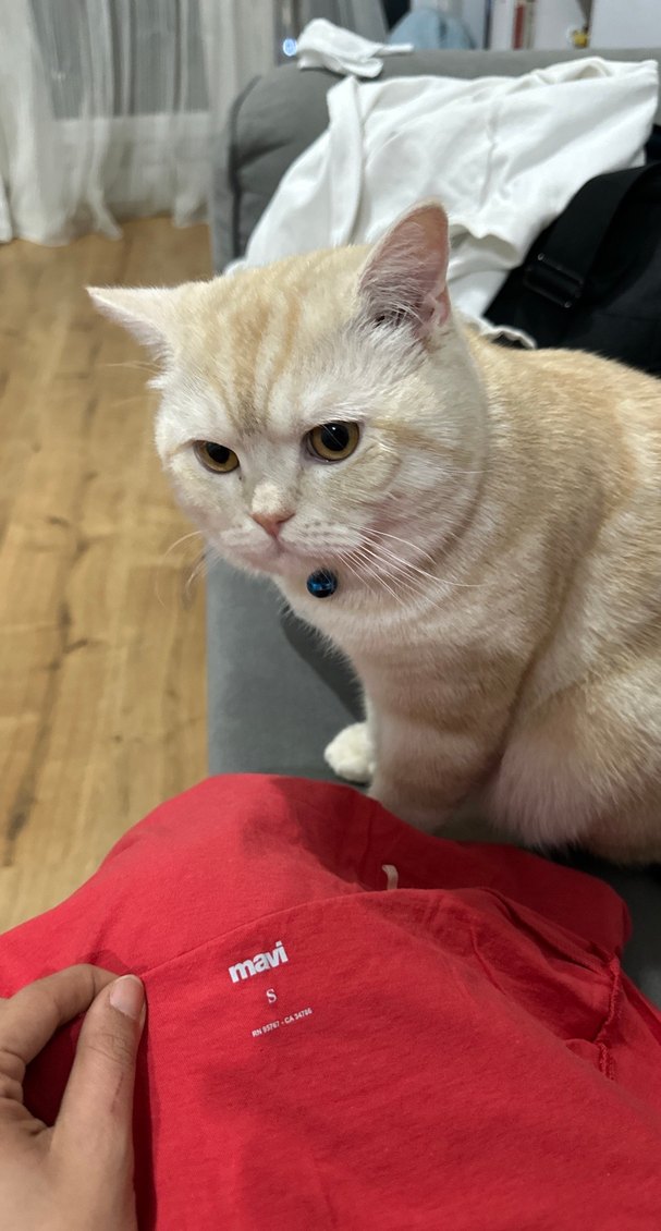 Kırmızı Baskılı Tişört, Kısa Kollu - Görsel 4