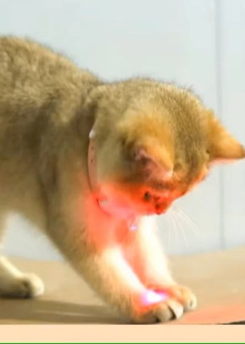 AKILLI LAZER KEDİ OYUNCAĞI - Görsel 3