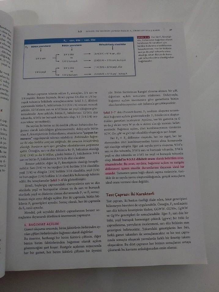 Genetik Kavramlar Kitabı - Palme Yayıncılık - Görsel 4