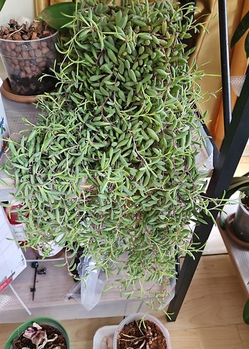 Yeşil Sarkık Dekoratif Bitki - Görsel 2