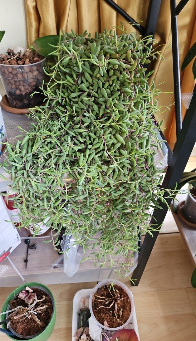 Yeşil Sarkık Dekoratif Bitki - Görsel 2