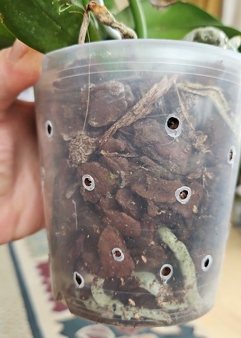 Koyu Yeşil Yapraklı Saksı Orkide - Görsel 3