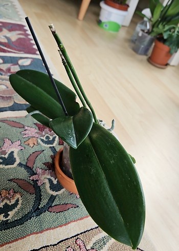 Koyu Yeşil Yapraklı Saksı Orkide - Görsel 2