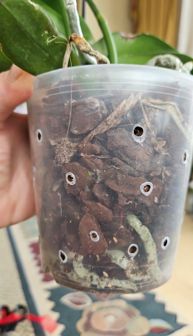 Koyu Yeşil Yapraklı Saksı Orkide - Görsel 3