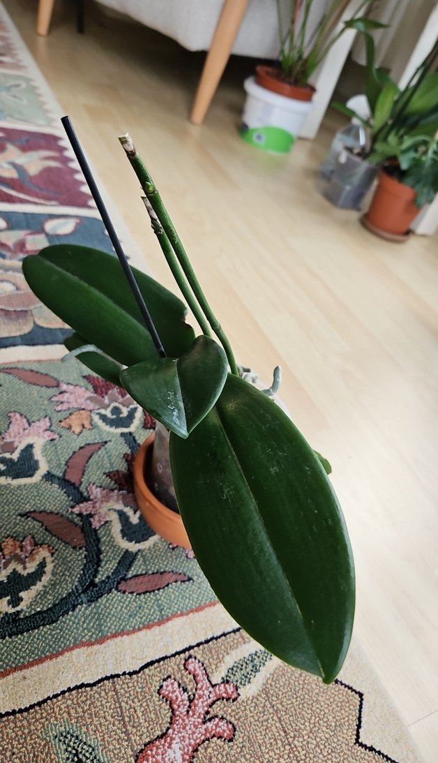 Koyu Yeşil Yapraklı Saksı Orkide - Görsel 2