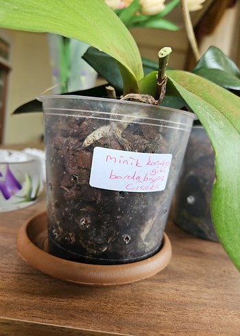 Koyu Yeşil Ev Dekorasyonu Orkide Yaprakları - Görsel 5