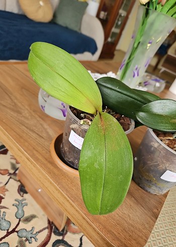 Koyu Yeşil Ev Dekorasyonu Orkide Yaprakları - Görsel 4